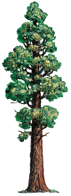 Stylized image of redwood